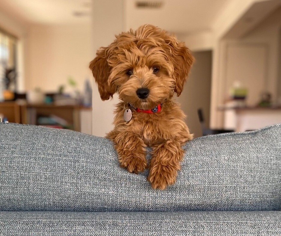 Charlie Soares - SMSF Guard Dog at Ryan's SMSF Compliance